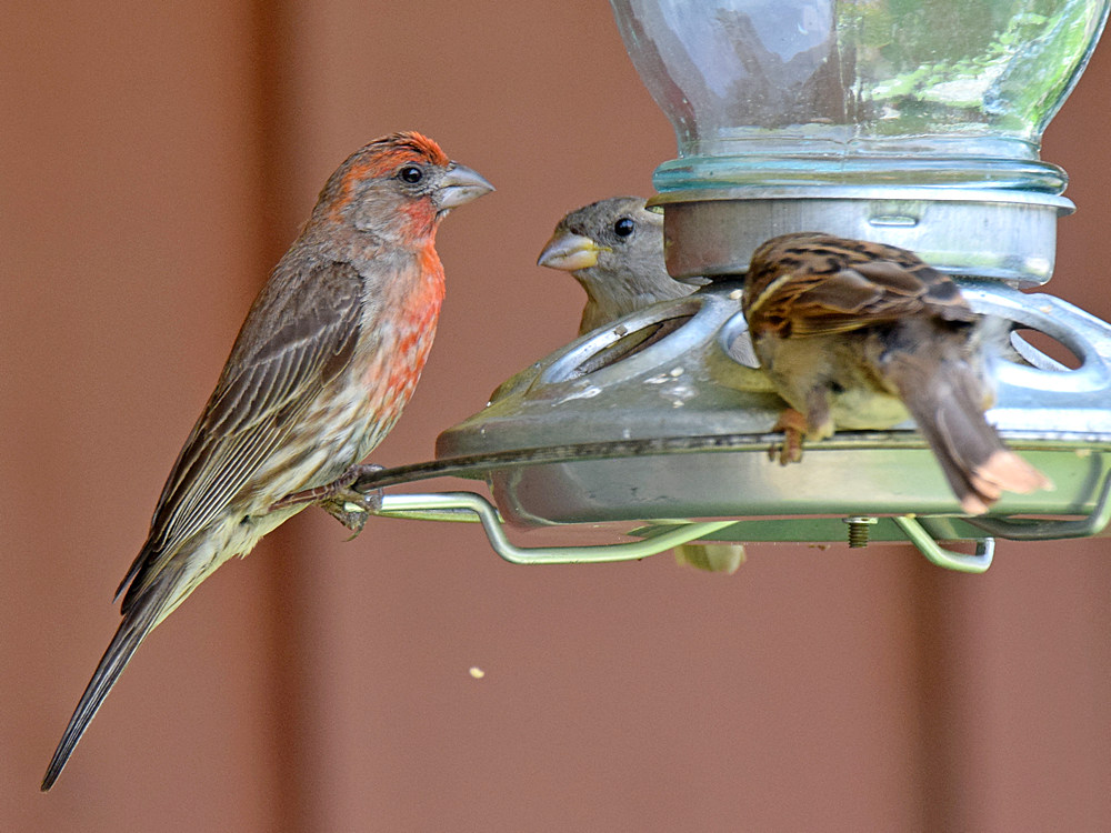 Finch2.jpg