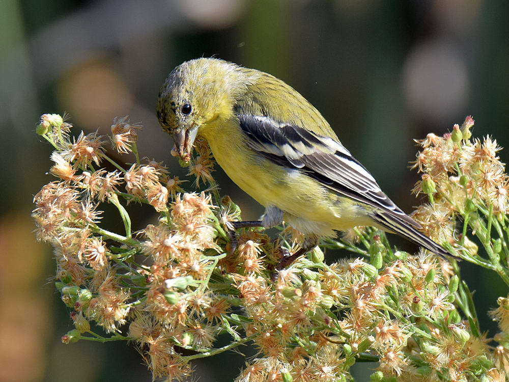 Finch2.jpg