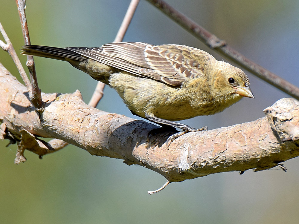 Finch2.jpg