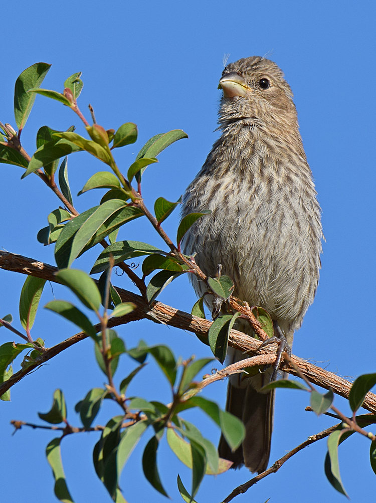 Finch2.jpg