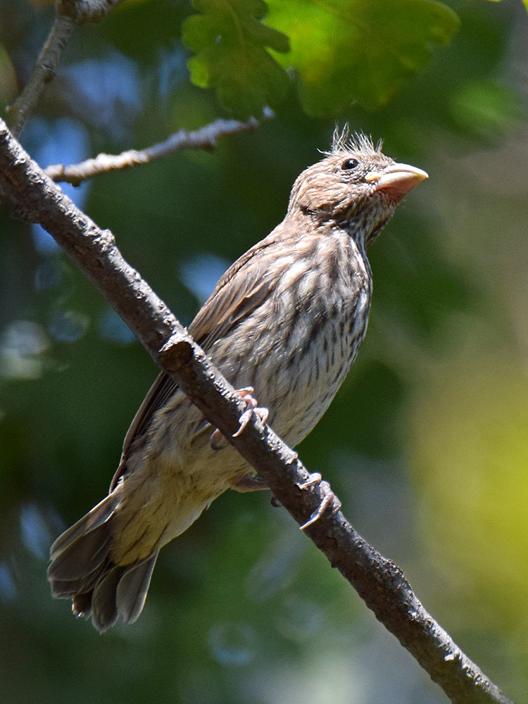 Finch2.jpg