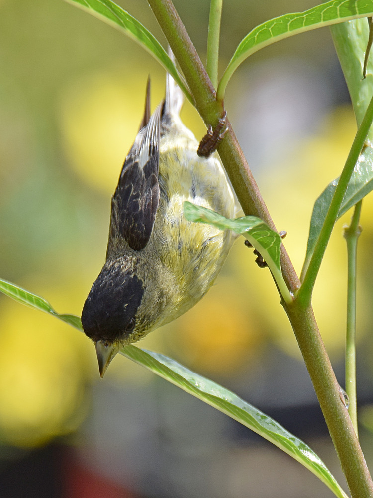 Finch2.jpg