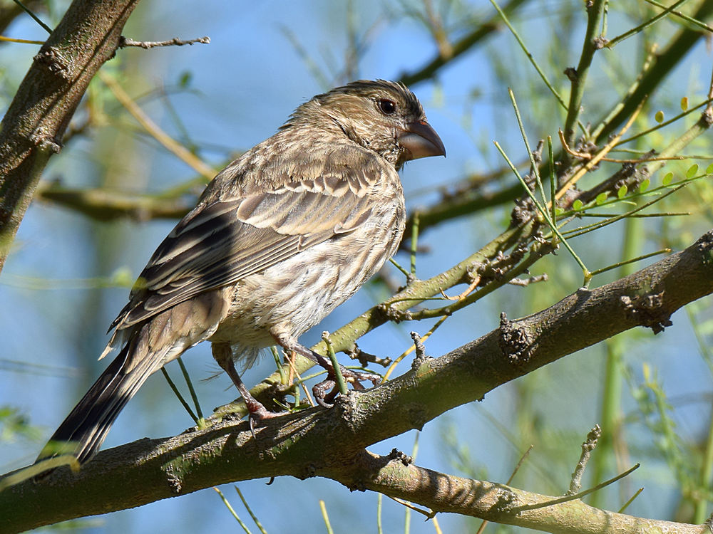Finch2.jpg
