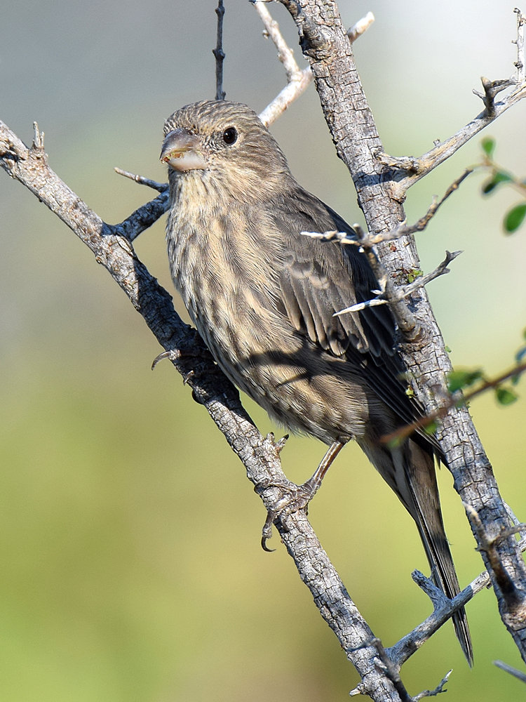 Finch2.jpg