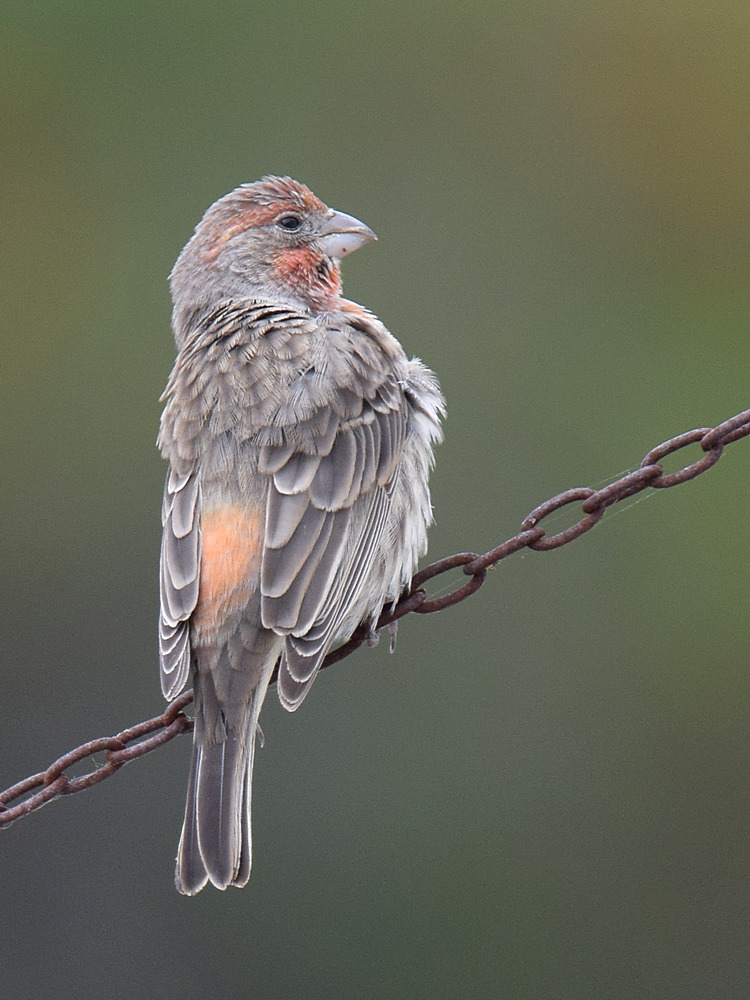 Finch2.jpg