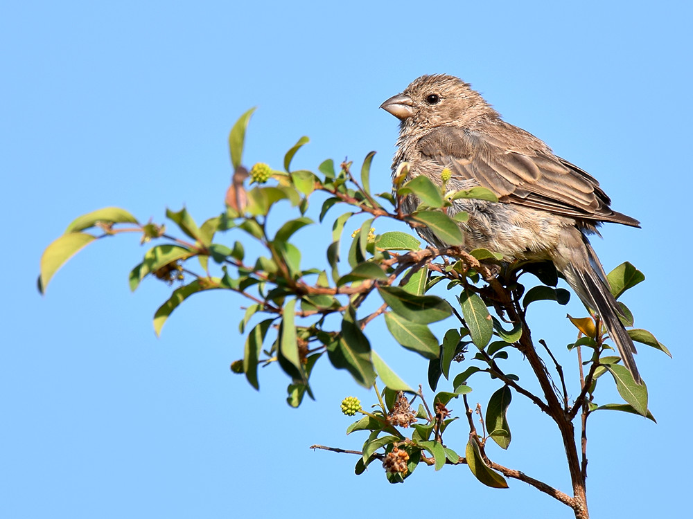 Finch2.jpg