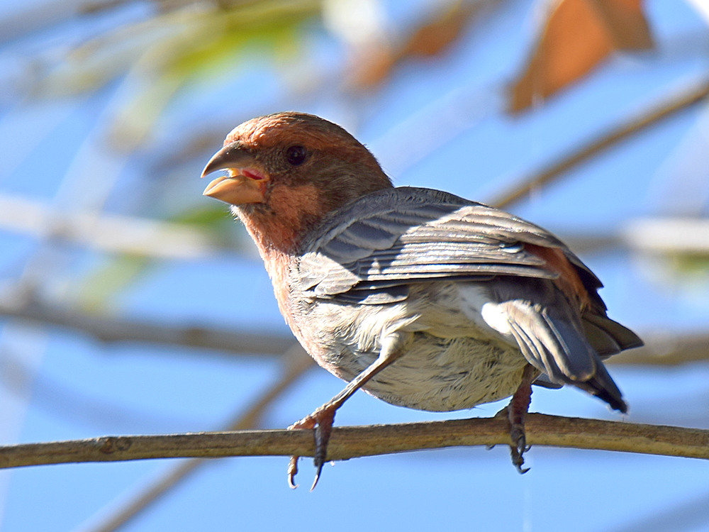 Finch2.jpg