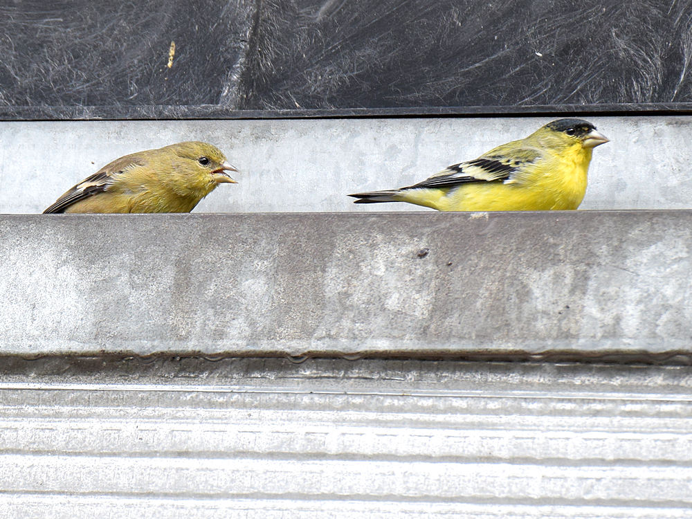 Finch2.jpg