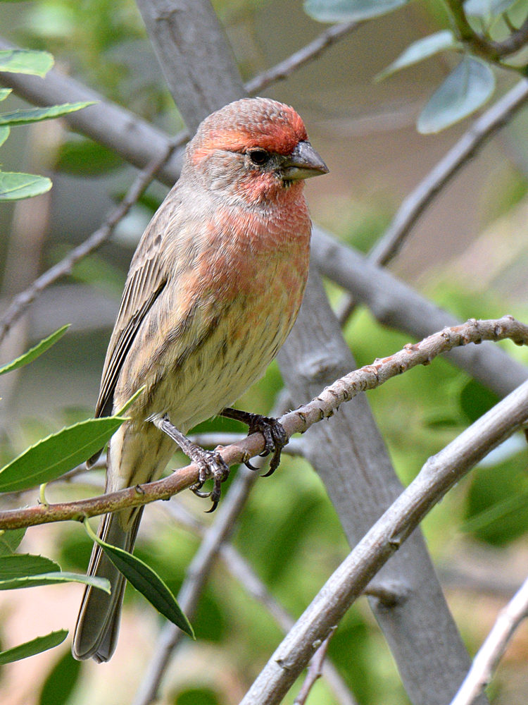 Finch2.jpg