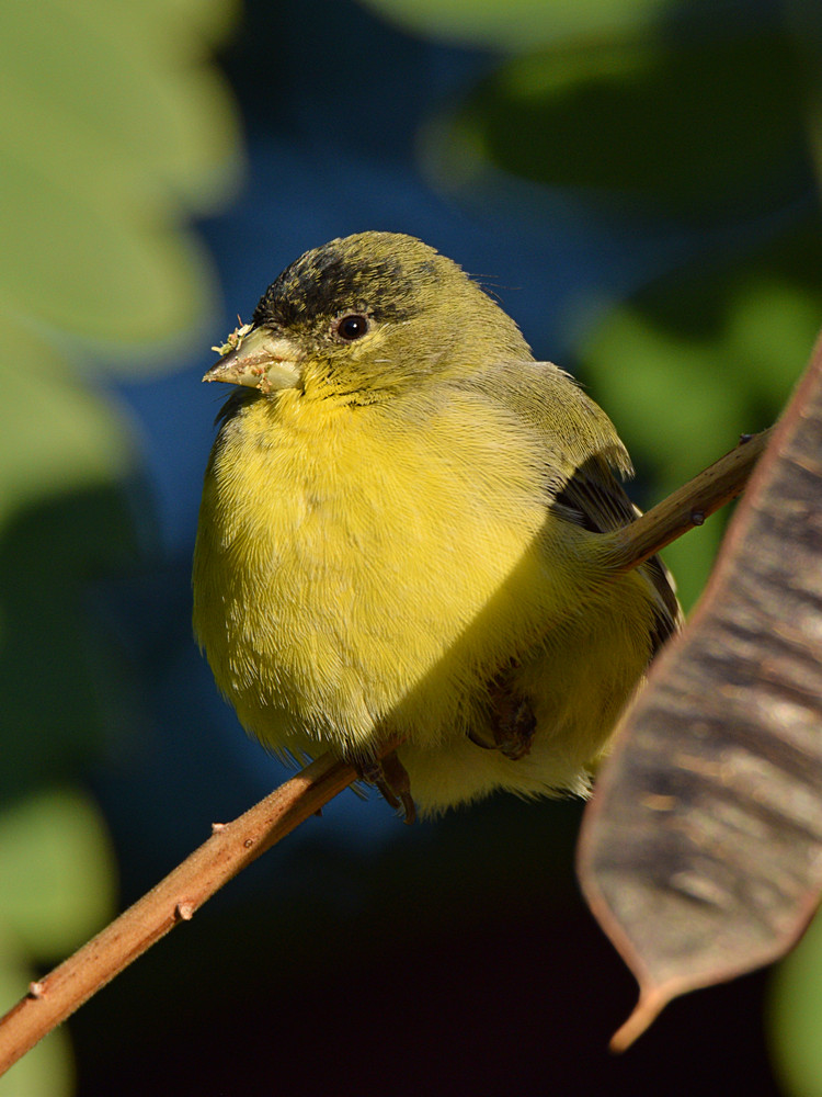 Finch2.jpg