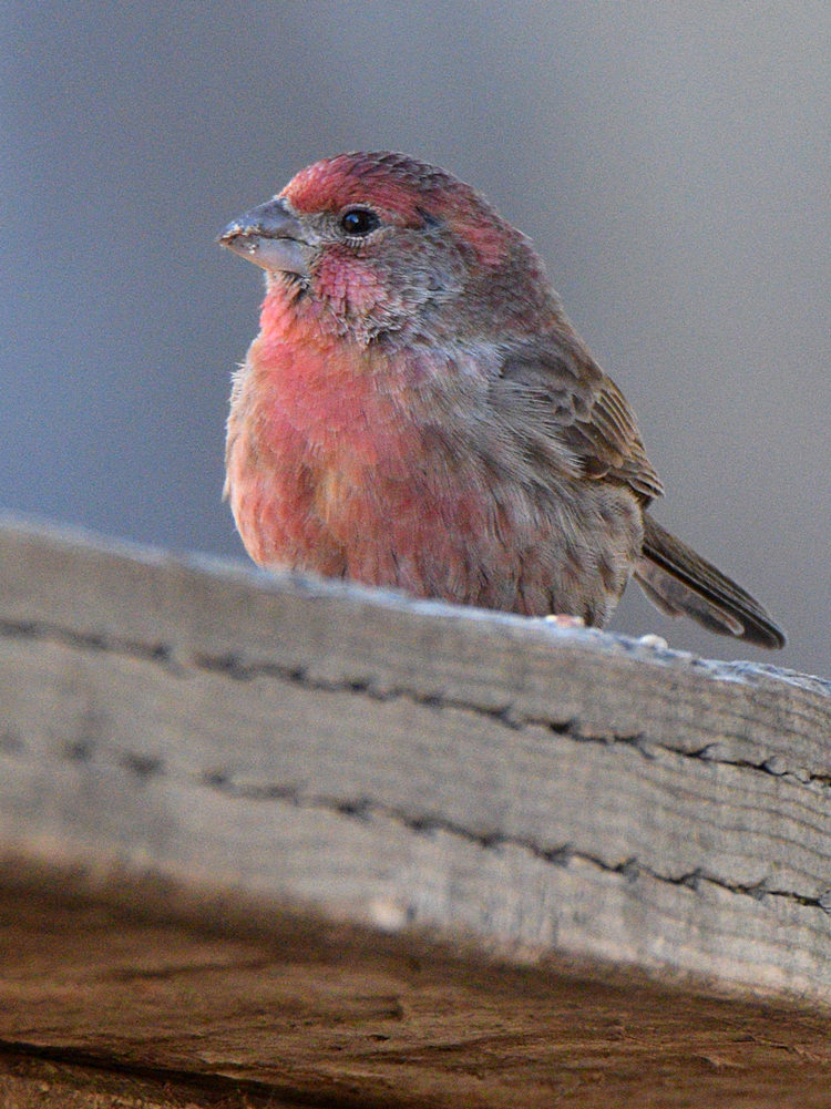 Finch2.jpg