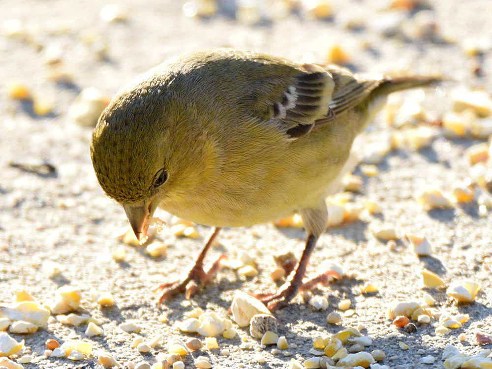 Finch2.jpg