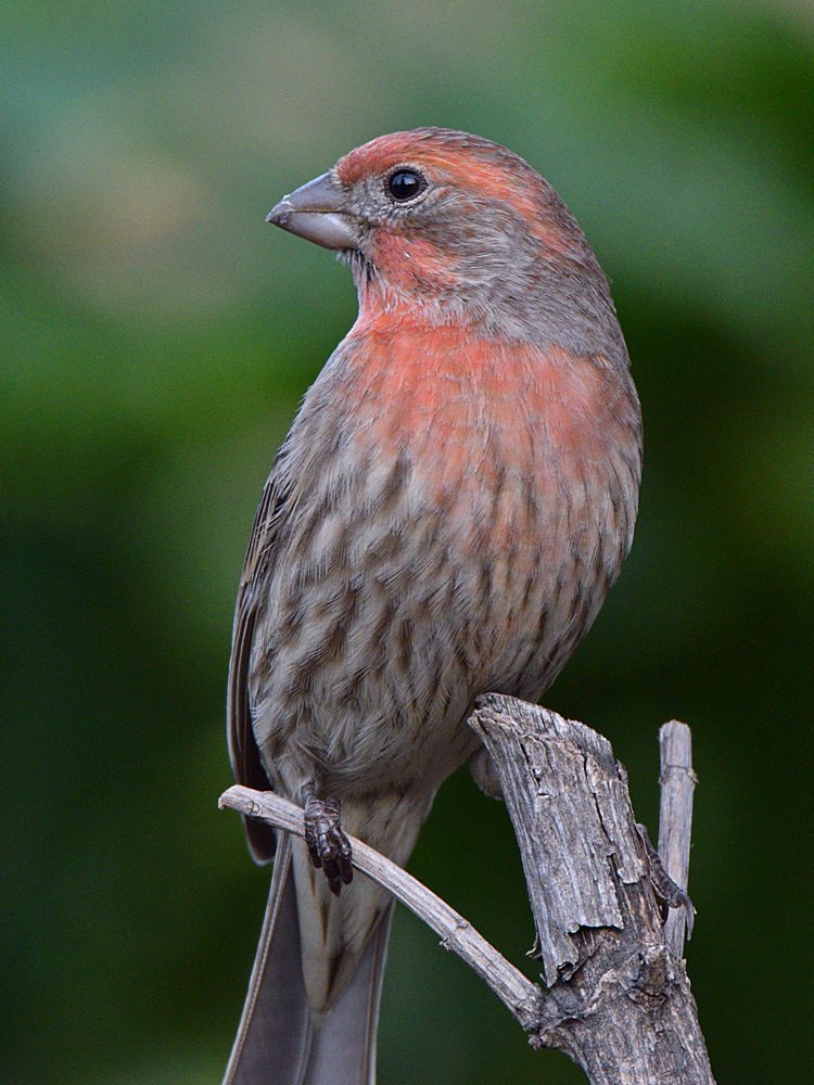 Finch2.jpg