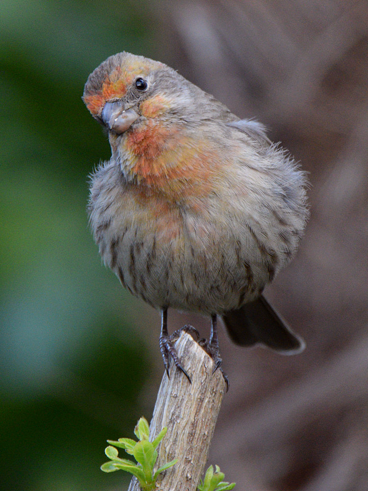 Finch2.jpg