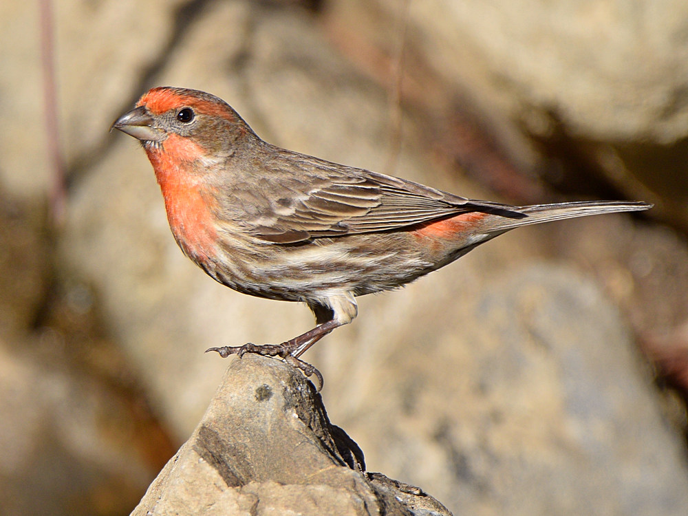 Finch2.jpg
