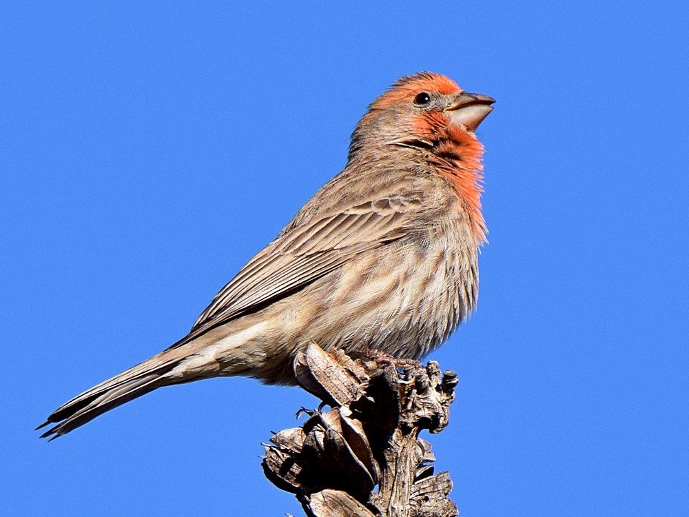 Finch2.jpg