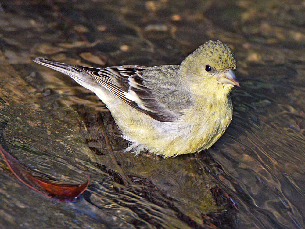 Finch2.jpg