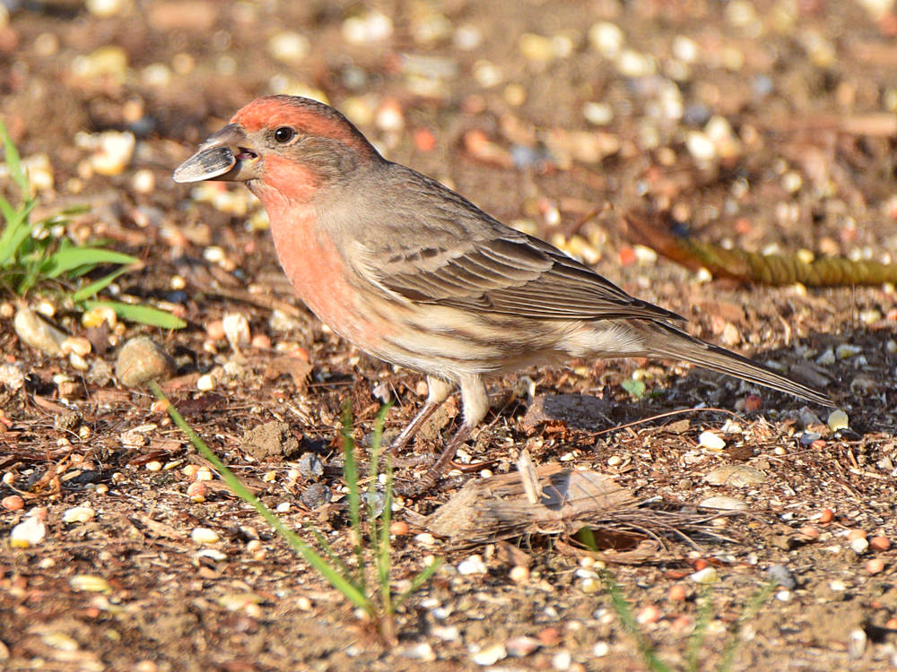 Finch2.jpg