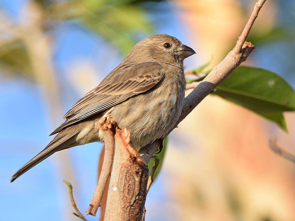 Finch2.jpg