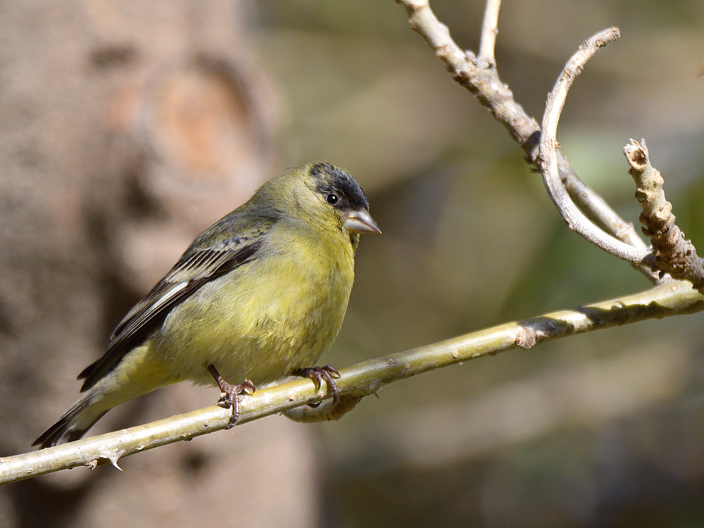 Finch2.jpg
