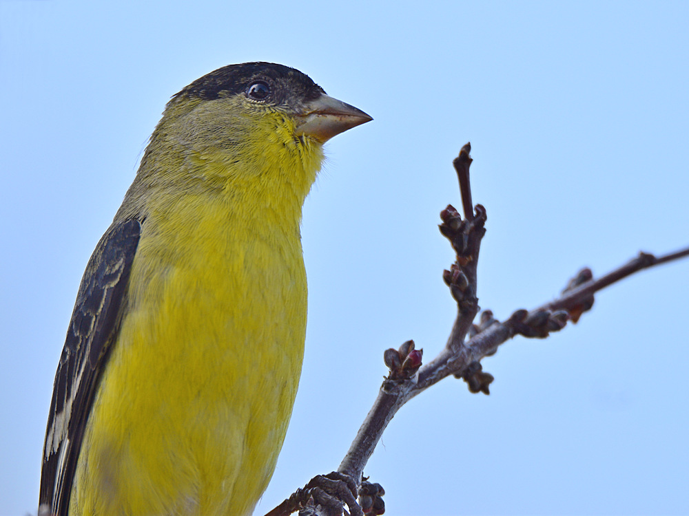 Finch2.jpg