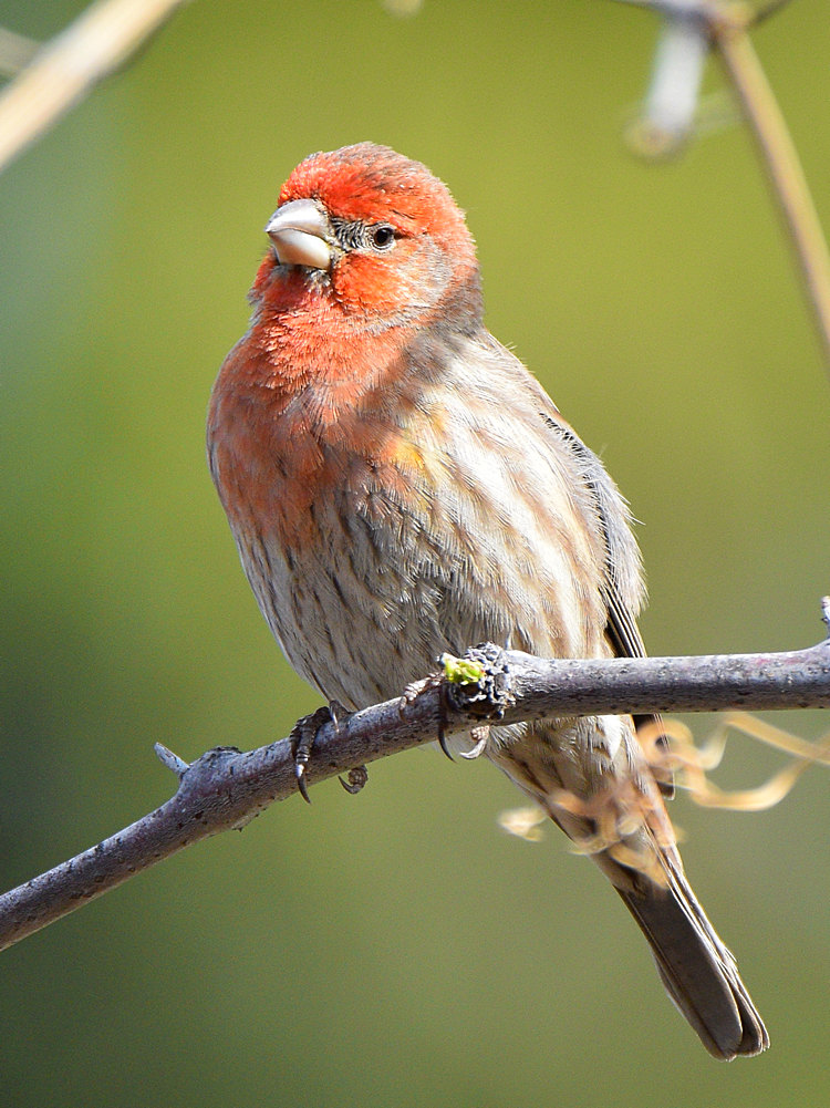 Finch2.jpg