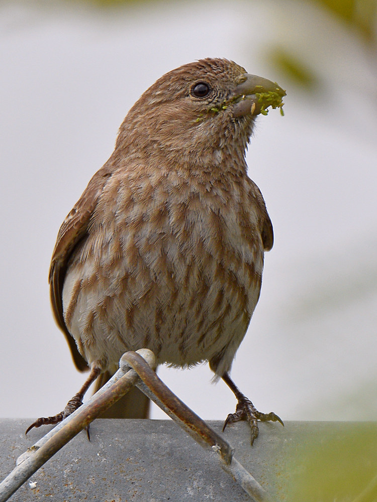 Finch2.jpg