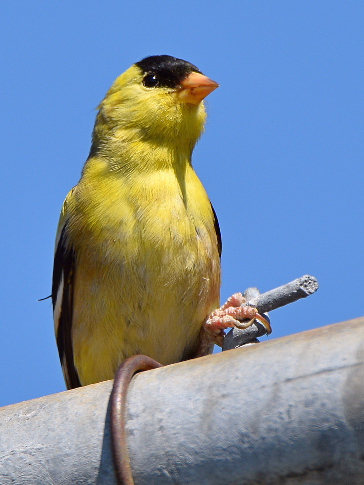 Finch2.jpg