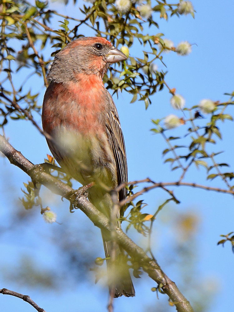 Finch2.jpg