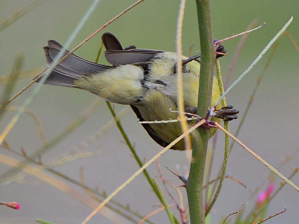 Finch2.jpg