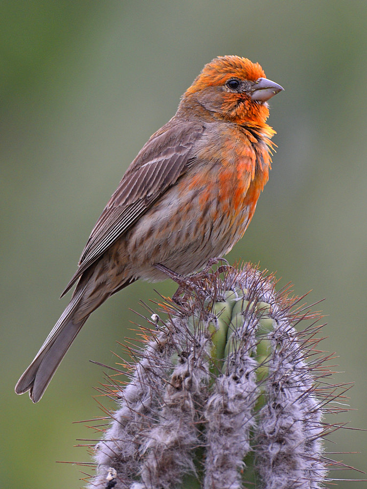Finch2.jpg