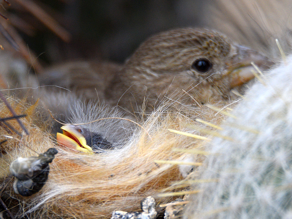 Finch2.jpg