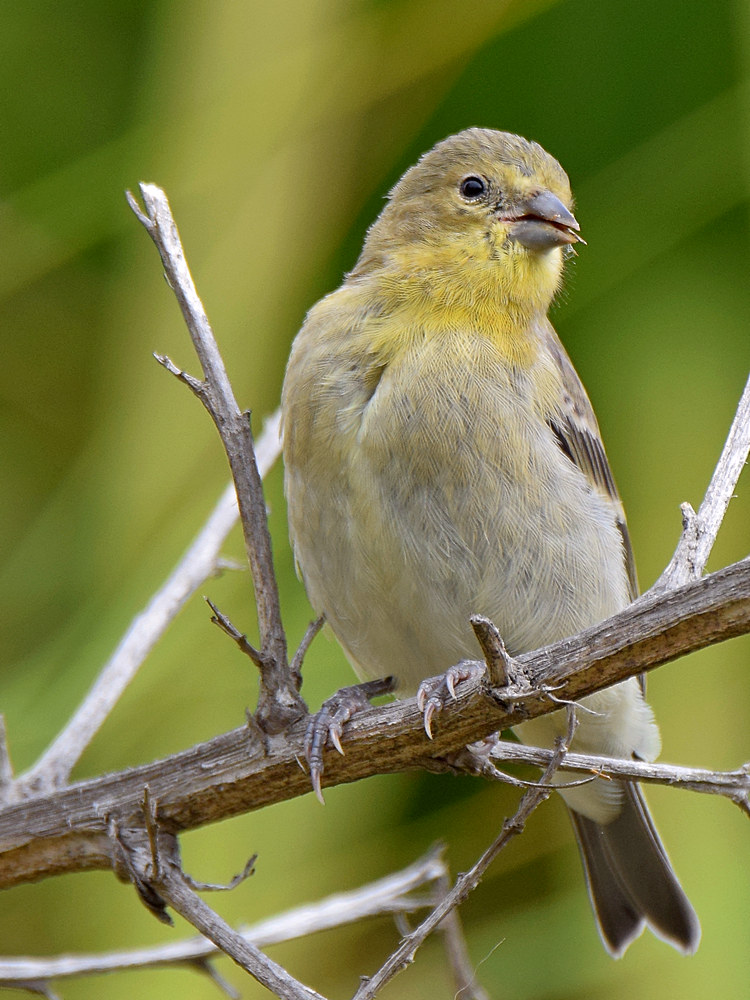 Finch2.jpg