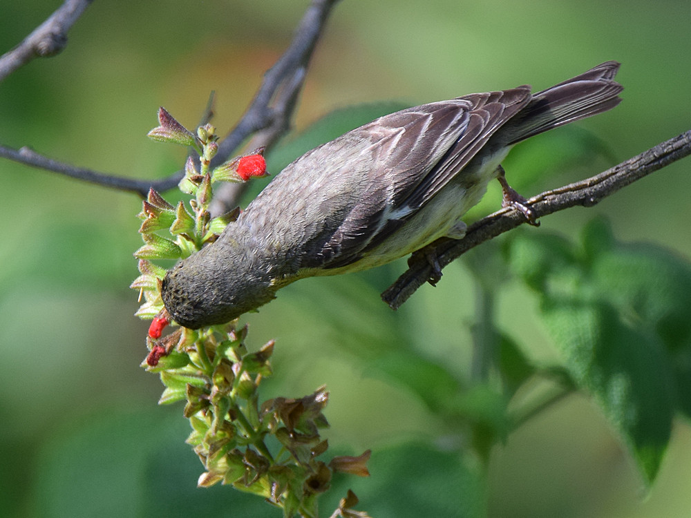 Finch2.jpg