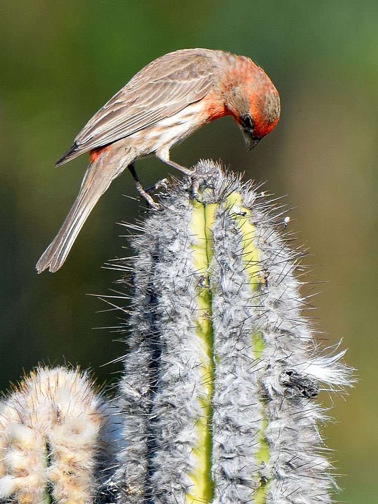 Finch2.jpg