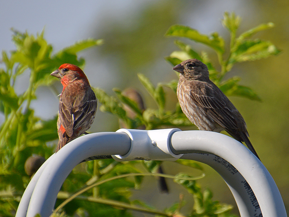 Finch2.jpg