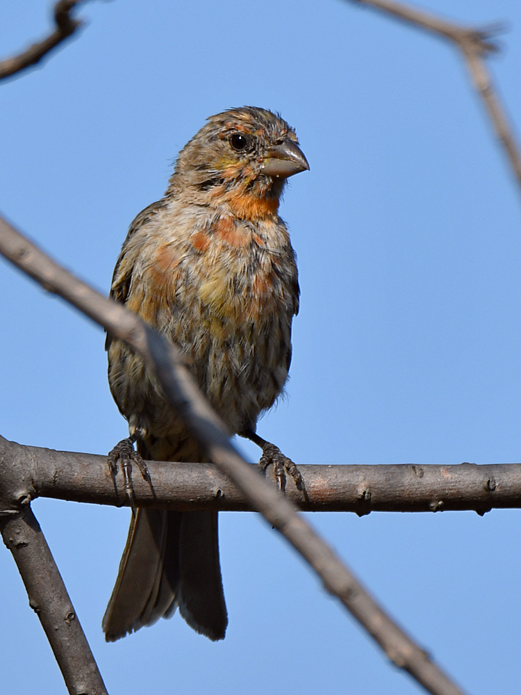 Finch2.jpg