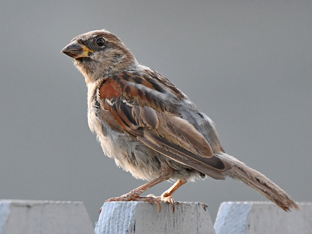 Finch2.jpg