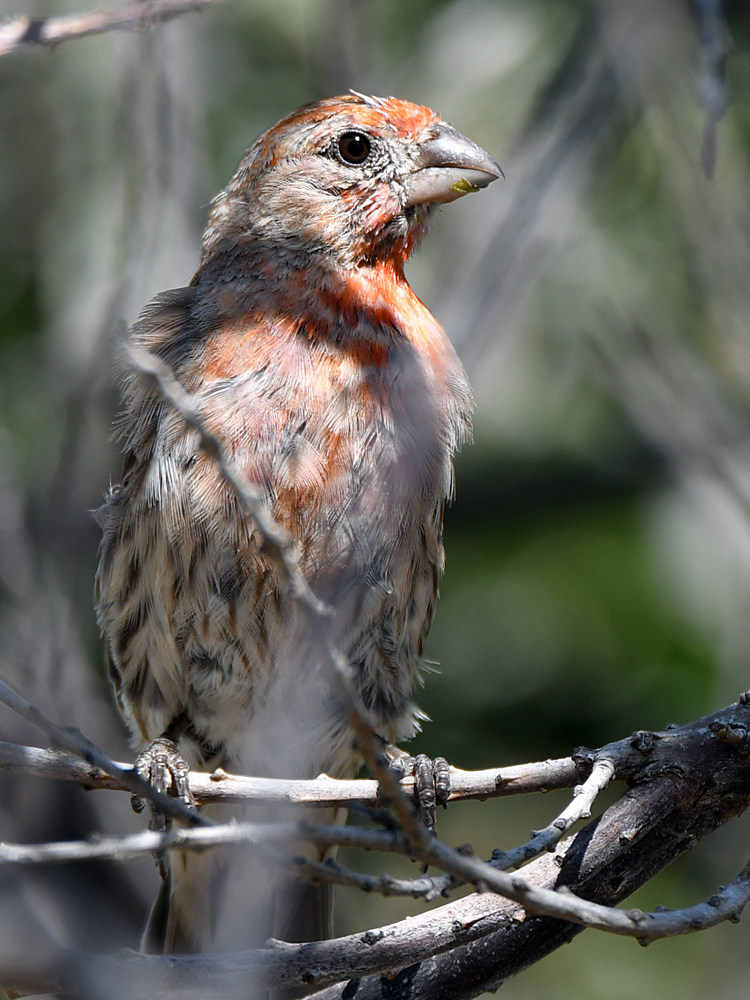 Finch2.jpg