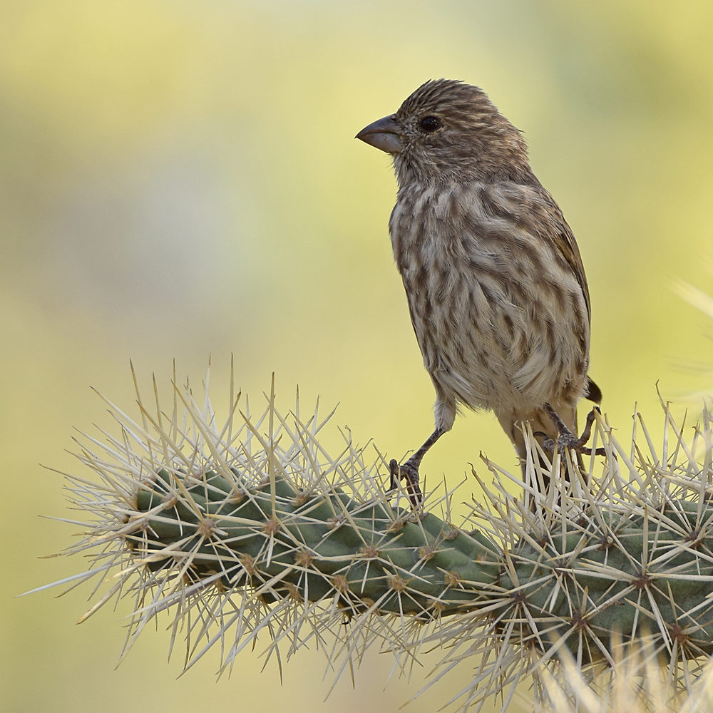 Finch2.jpg