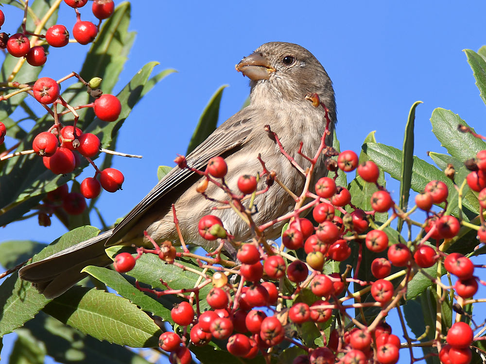 Finch2.jpg