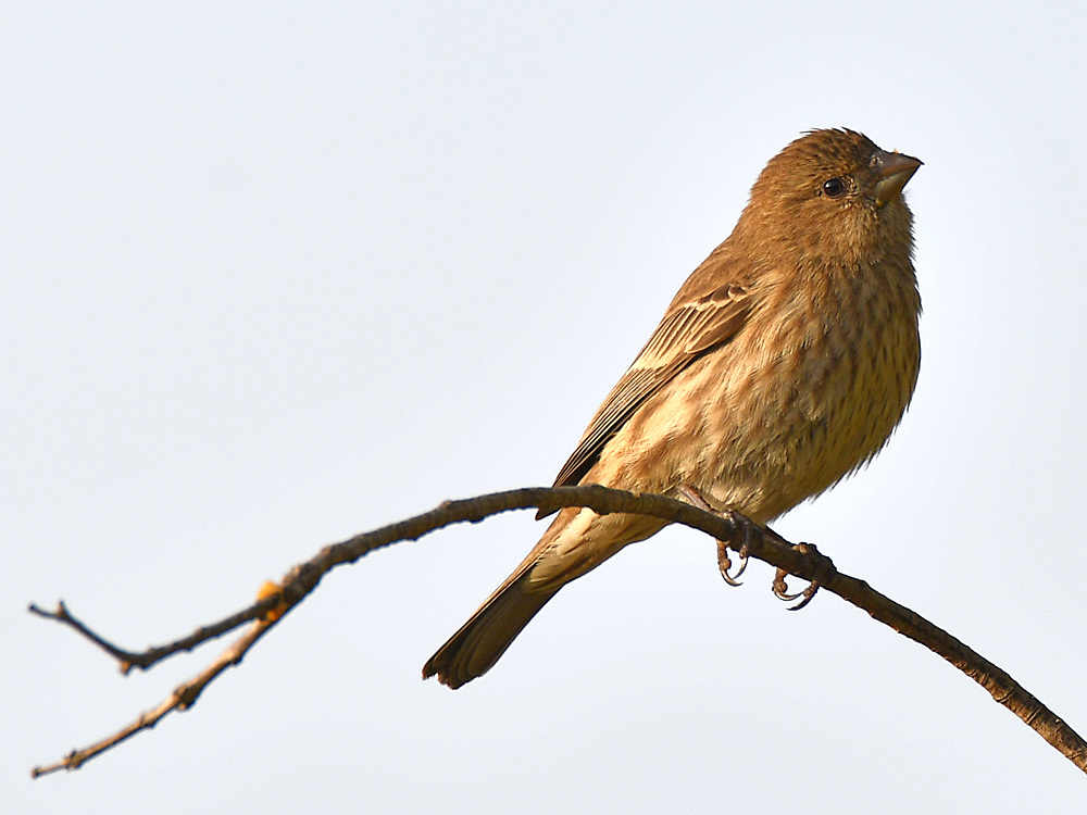 Finch2.jpg