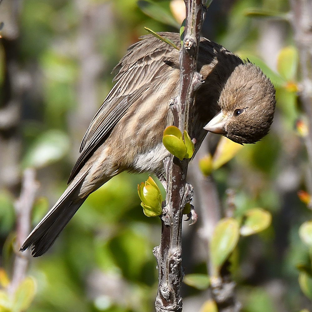 Finch2.jpg