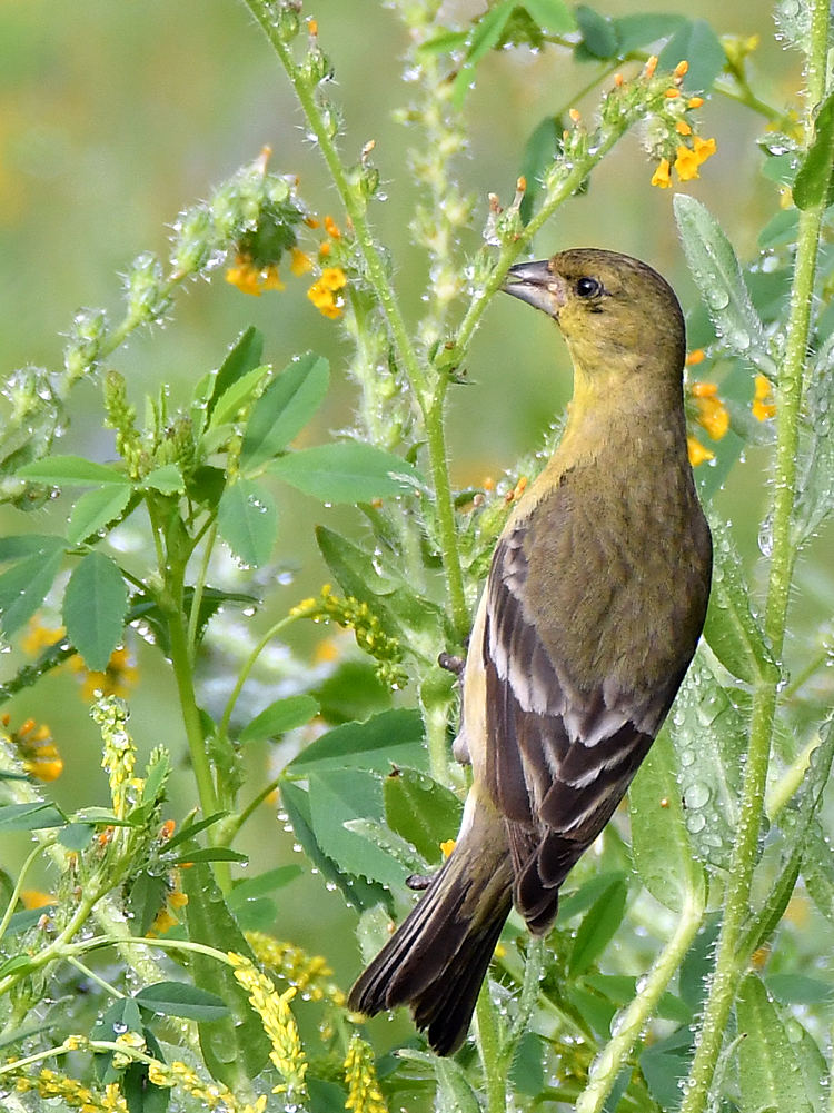 Finch2.jpg