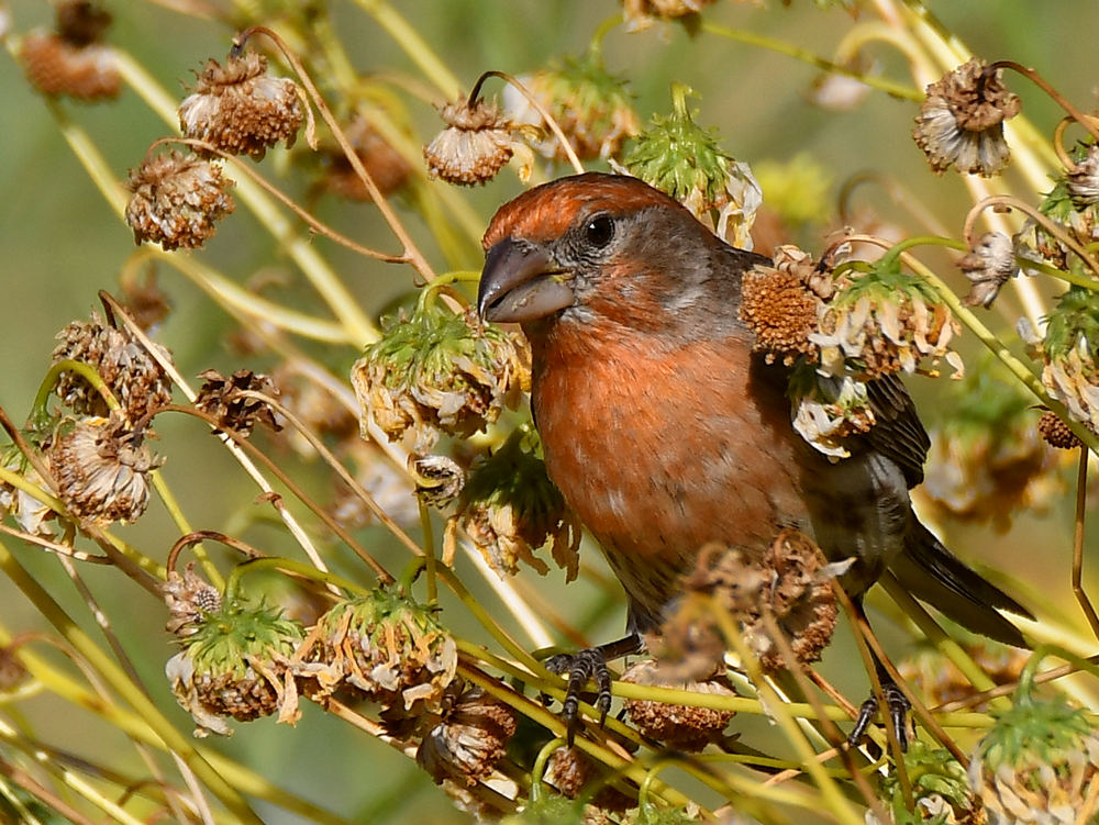 Finch2.jpg