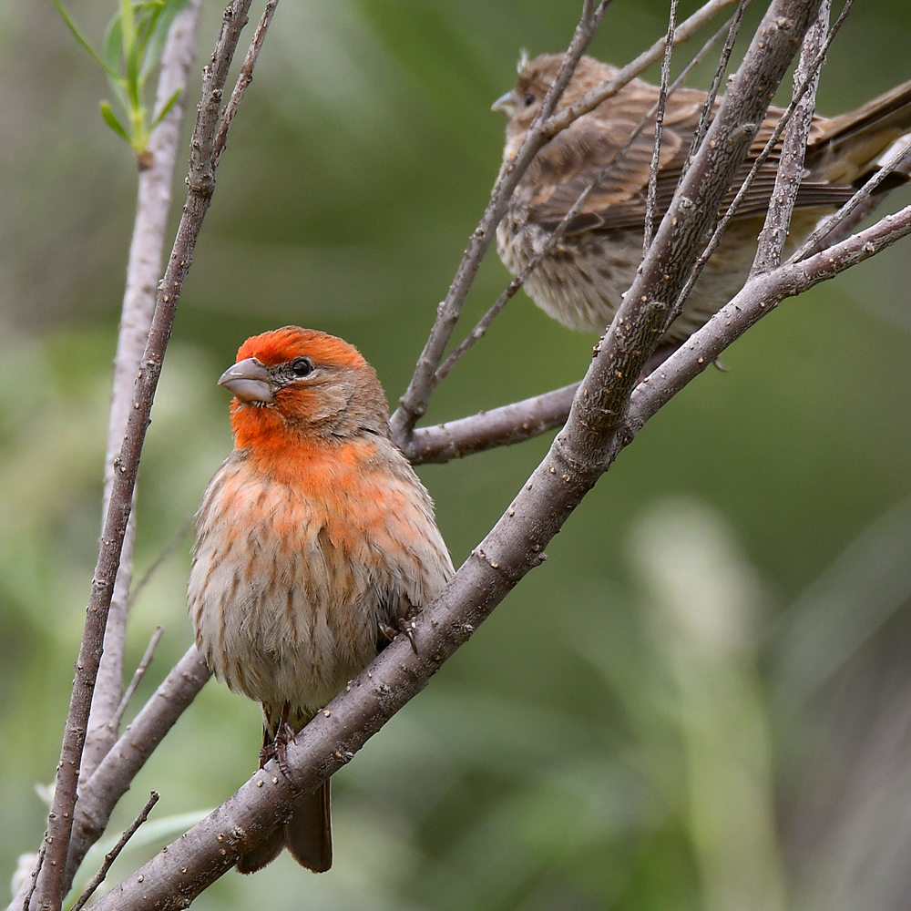 Finch2.jpg