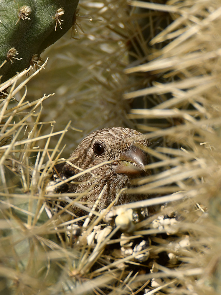 Finch2.jpg