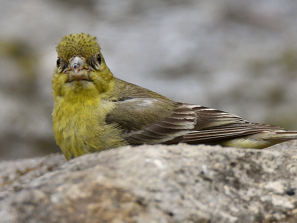 Finch2.jpg
