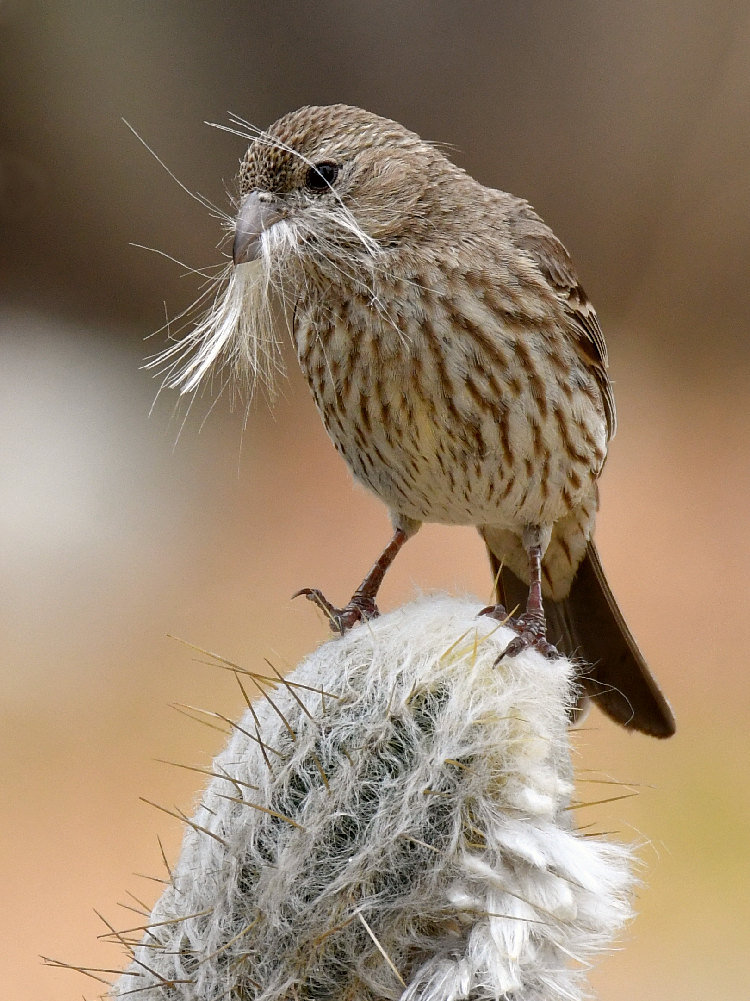 Finch2.jpg