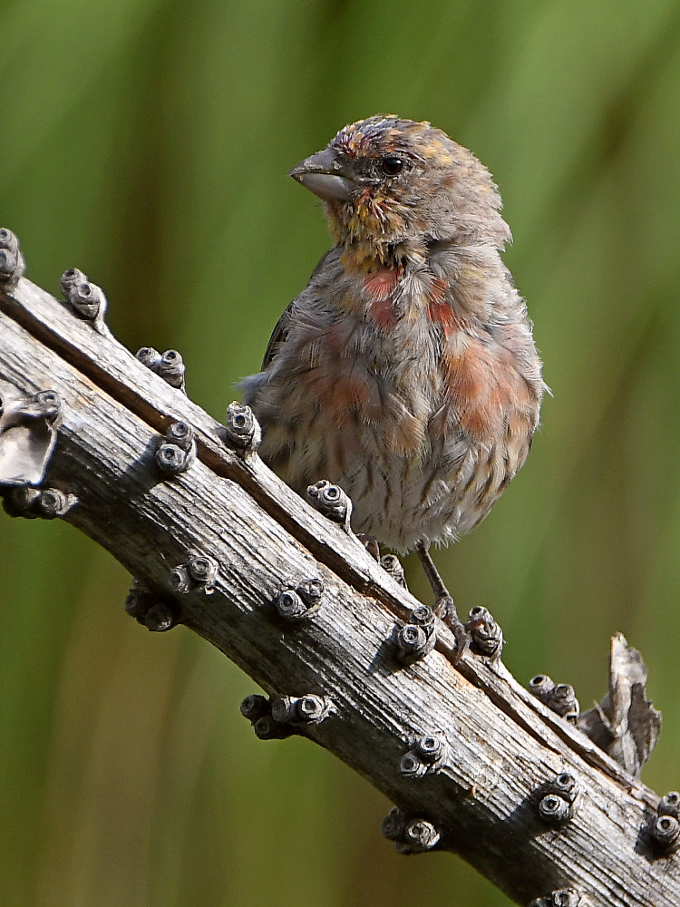 Finch2.jpg